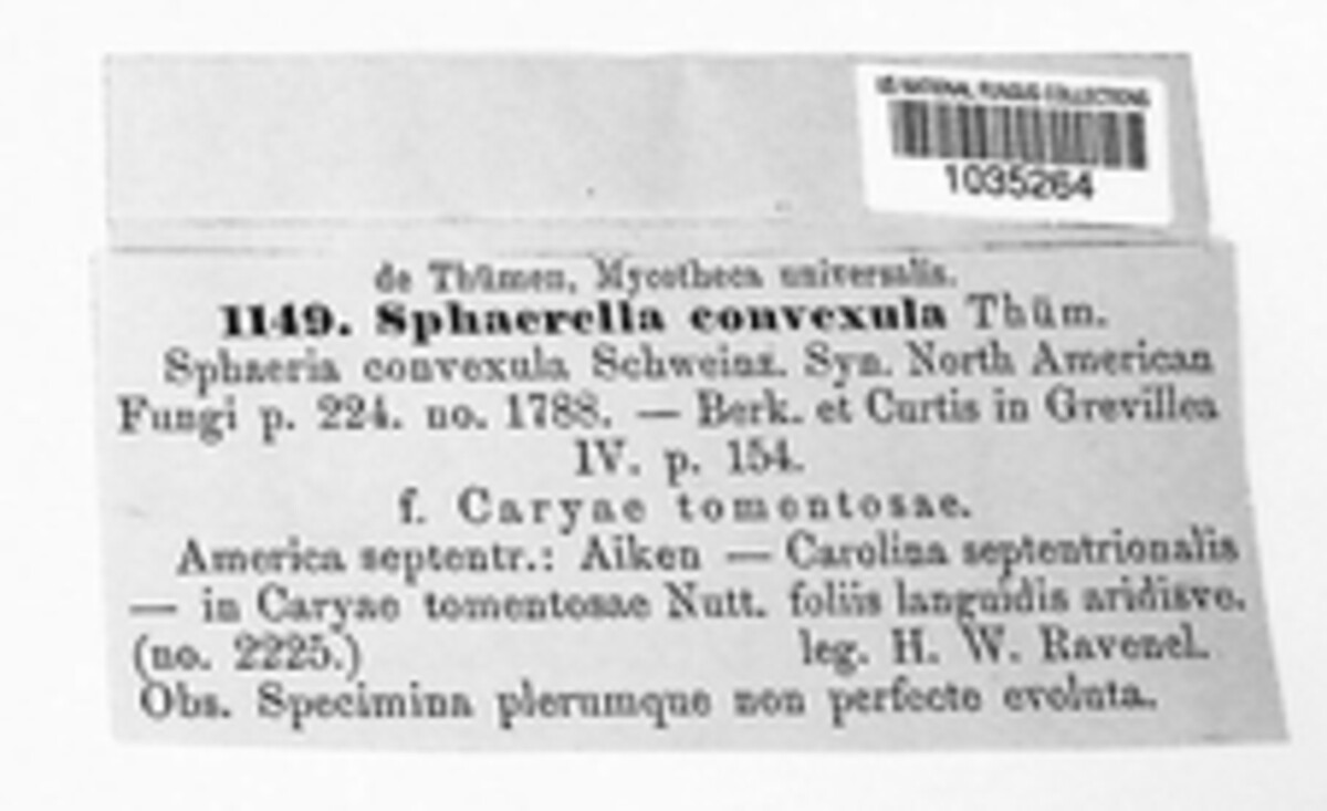 Mycosphaerella convexula image